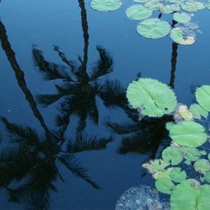 pond Hawaii reflect palms floating water lillies