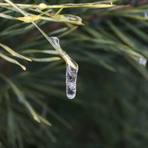 frozen drop of water at the end of pine needle