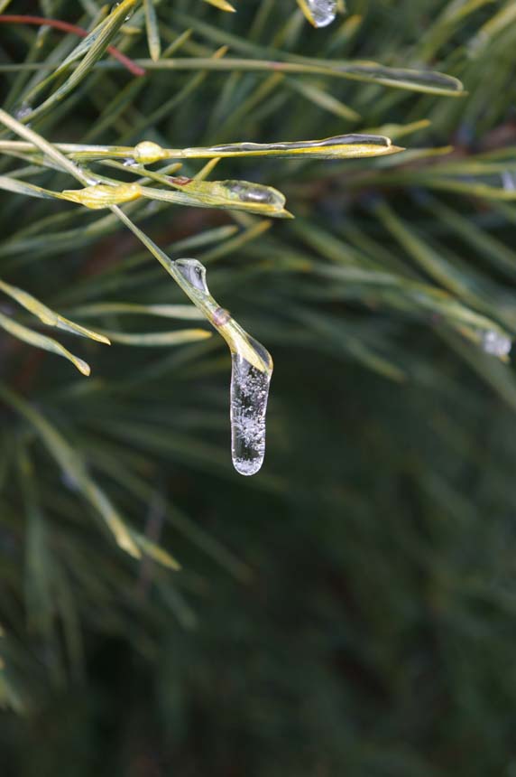 frozen drop of water at the end of pine needle