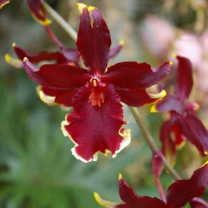 orchid red with white edges MO Botanical Garden