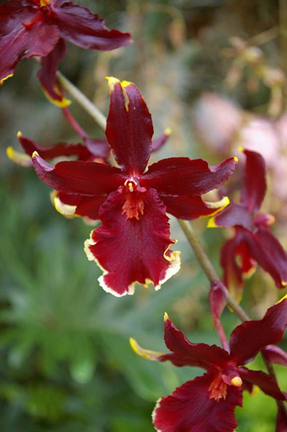 orchid red with white edges MO Botanical Garden