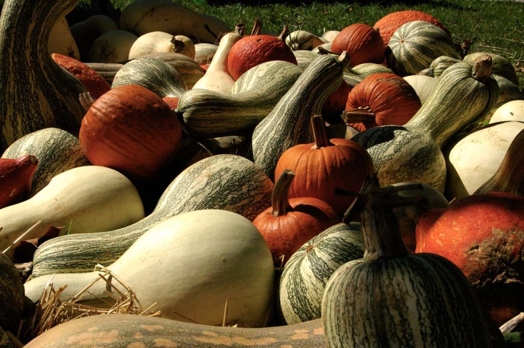 pumpkins and gourds covering wagon bottom