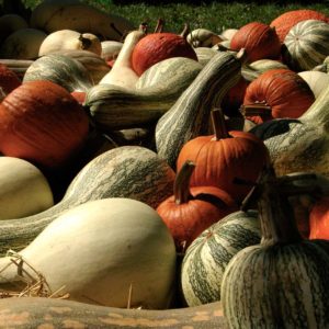 pumpkins and gourds covering wagon bottom