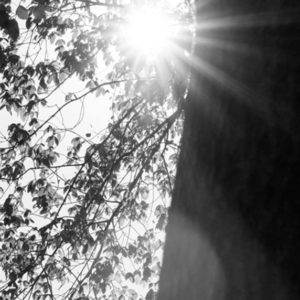 sun through leaves - black and white study