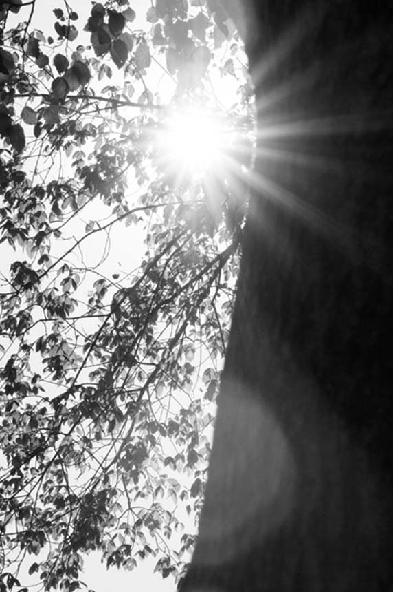 sun through leaves - black and white study