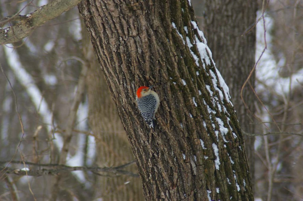 woodpecker on tree during snow