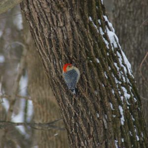 woodpecker on tree during snow