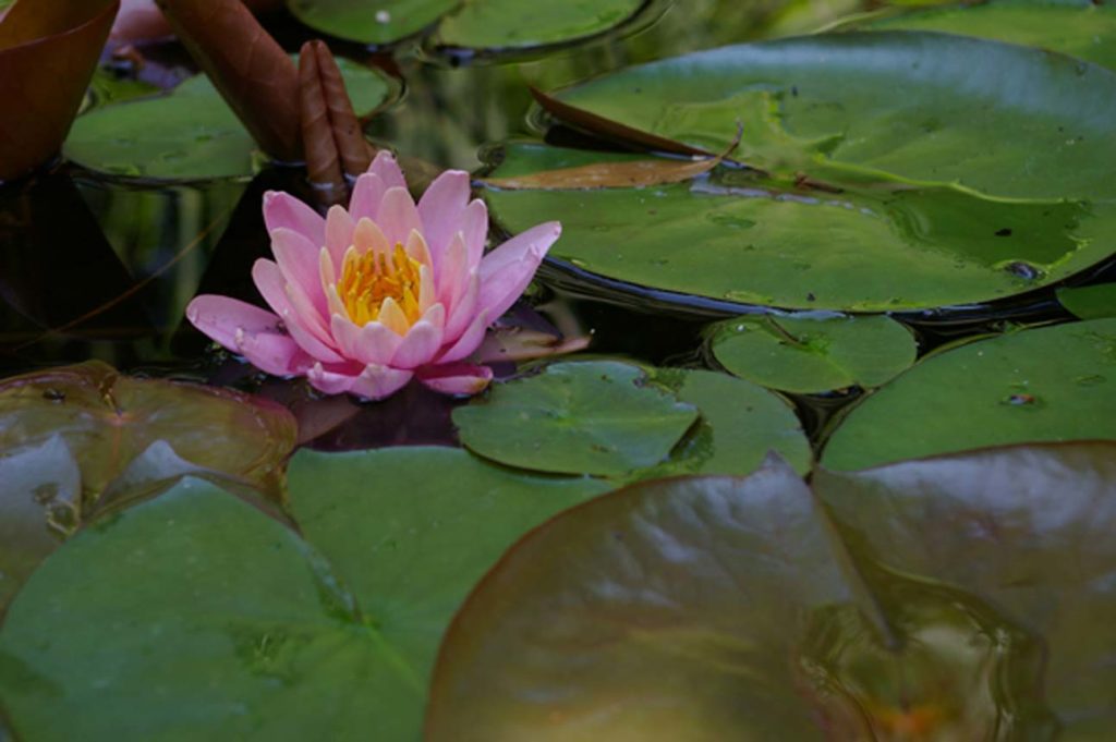 water lillies floating in water Shaw Nature Reserve