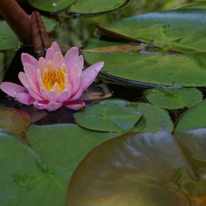 water lillies floating in water Shaw Nature Reserve